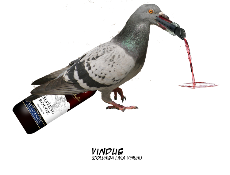 Vindue (Columba Livia Vinum)